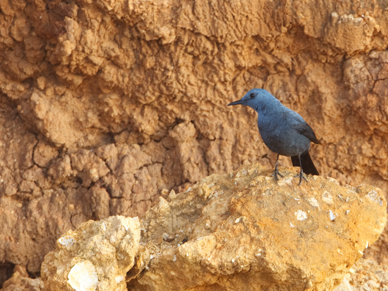 Monticola solitarus Blauwe Rotslijster Blue Rock Thrush